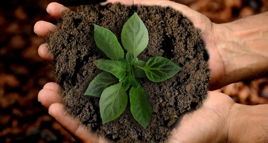 Nell'immagine due mani tengono una manciata di terra dalla quale nasce una piantina.